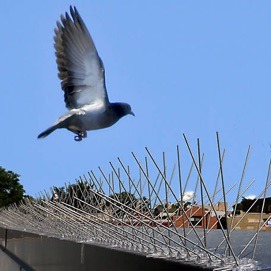 bird-spikes